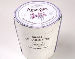 Pink amaryllis vintage bulb kit