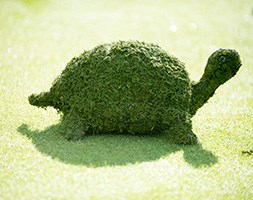 Tortoise garden sculpture