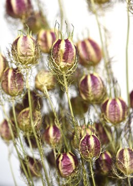 Bunch of dried nigella