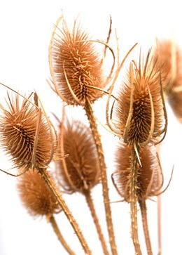 Bunch of dried teasels