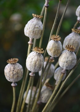 Bunch of dried poppies