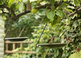 Hanging bird bowl