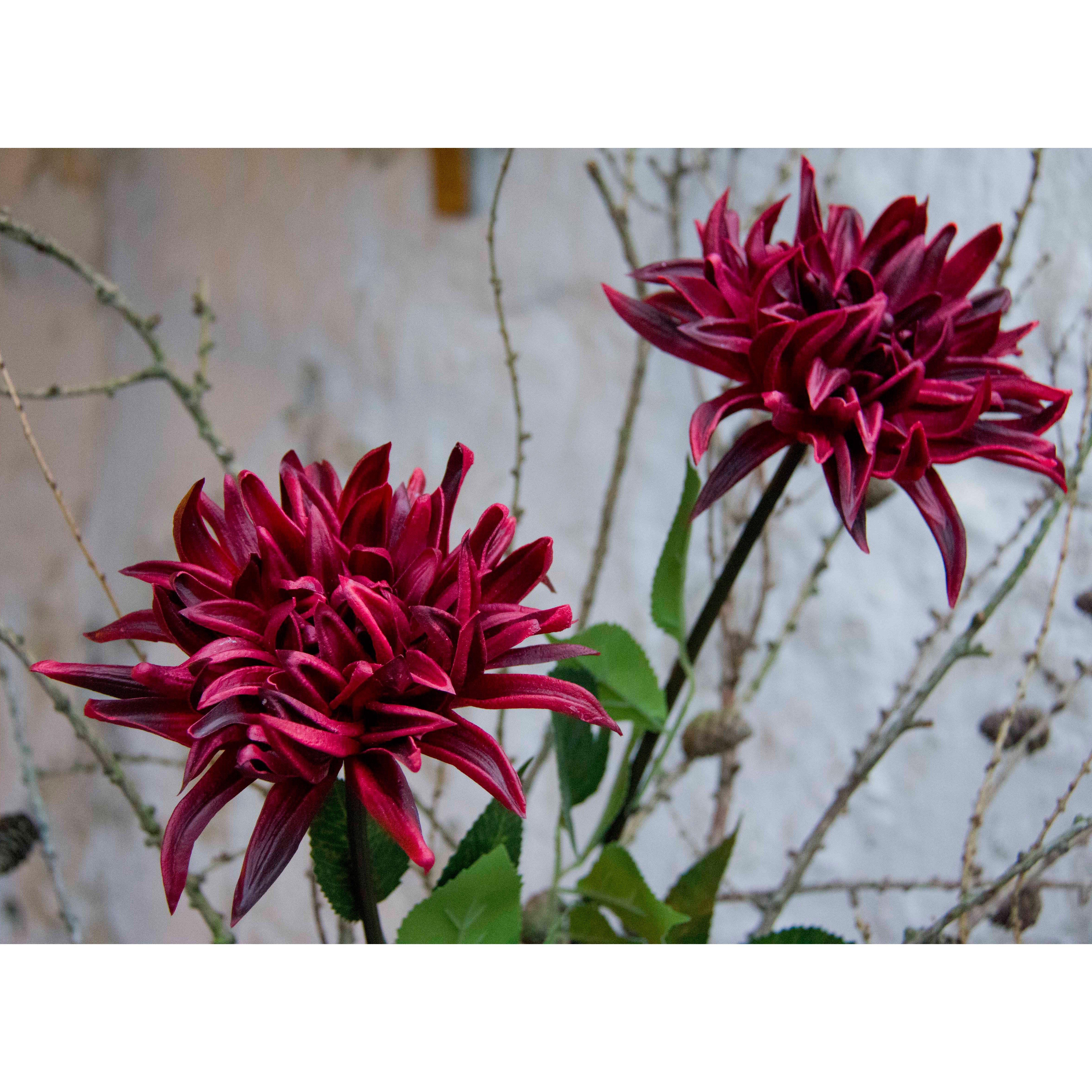Floralsilk Dahlia/Chrysanthemum