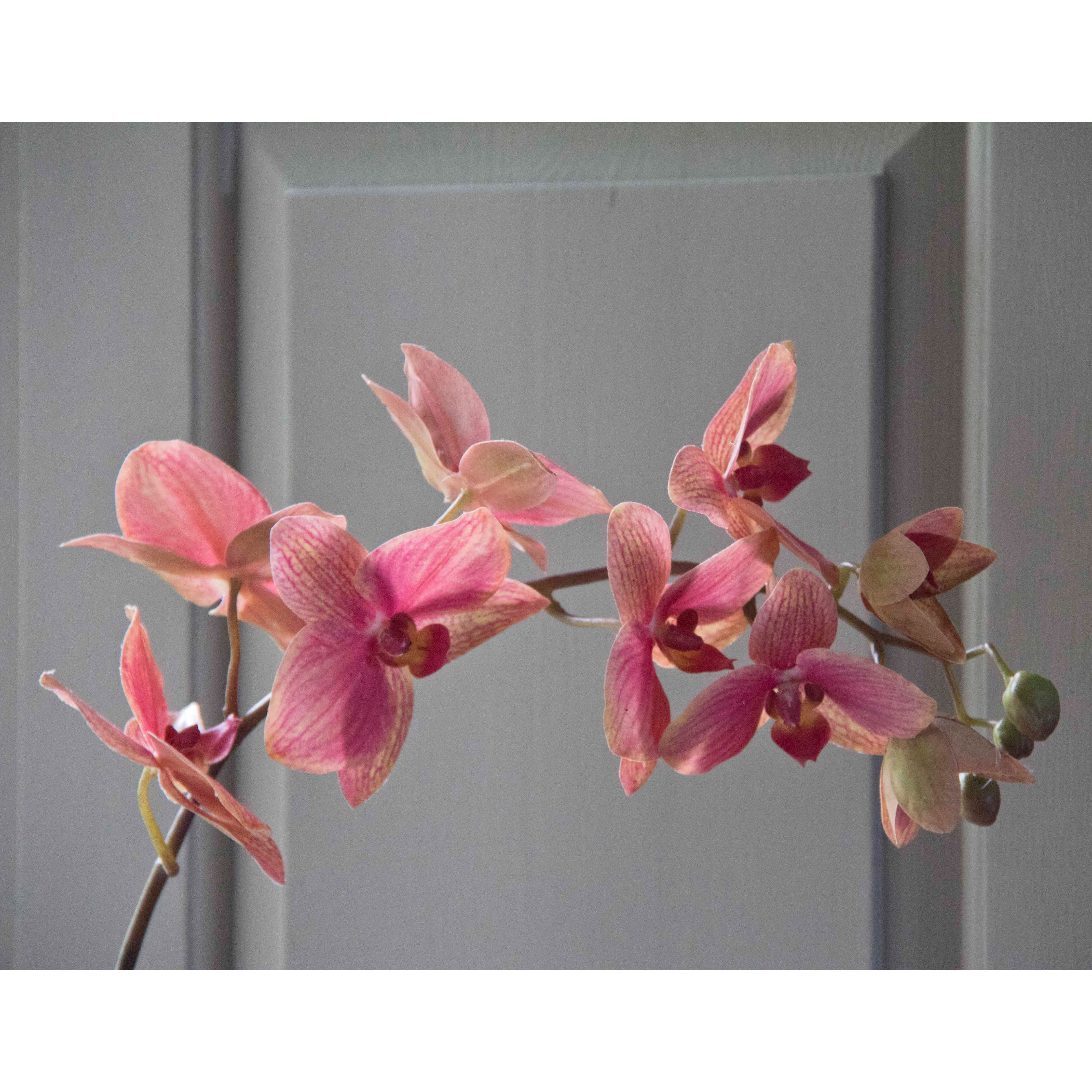 Floralsilk Phalaenopsis
