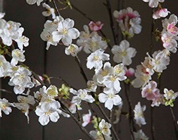 Floralsilk Cherry Blossom