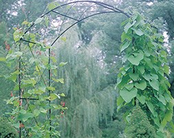 Monet steel arch