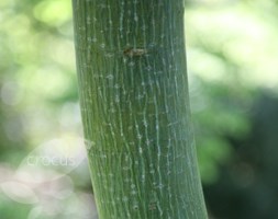 Acer davidii (snake bark maple)