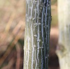 snake bark maple