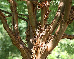 Acer griseum (paper bark maple)