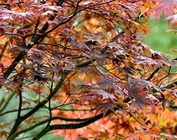 Acer palmatum (Amoenum Group) 'Atropurpureum' (Japanese maple)