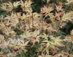 Acer palmatum 'Butterfly' (Japanese maple)