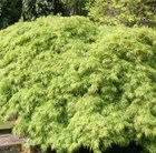 Acer palmatum var. dissectum