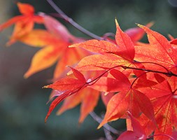 Acer palmatum (Amoenum Group) 'Osakazuki' (Japanese maple)