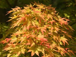 Acer palmatum (Palmatum Group) 'Sango-kaku' (coral-bark maple)