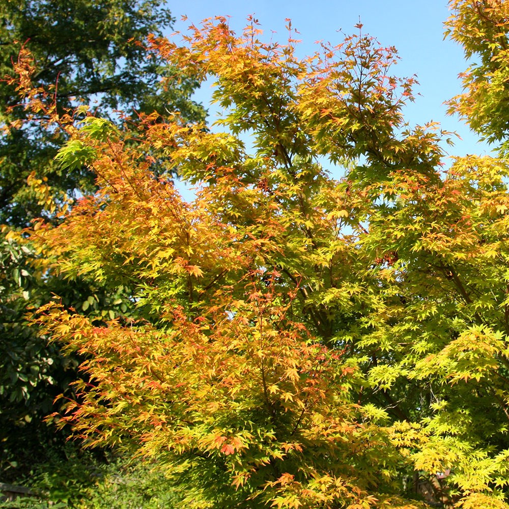 coral-bark maple coral-bark maple