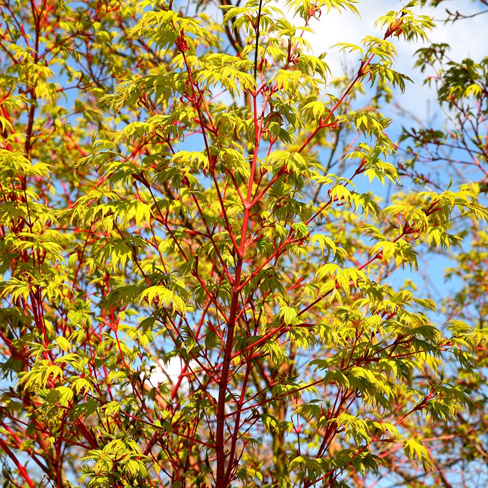 coral-bark maple coral-bark maple