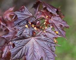 Acer platanoides 'Crimson King' (Norway maple)