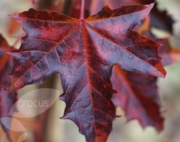 Acer platanoides 'Crimson Sentry' (Norway maple)