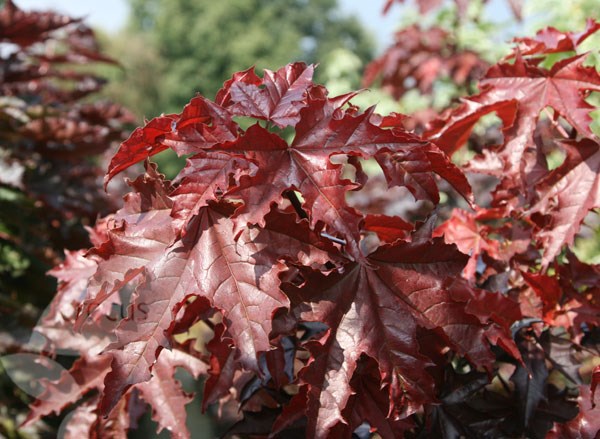 Norway maple Norway maple