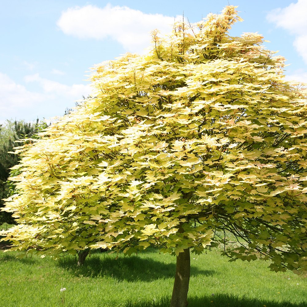 maple