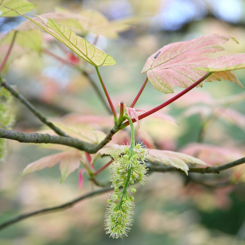 maple