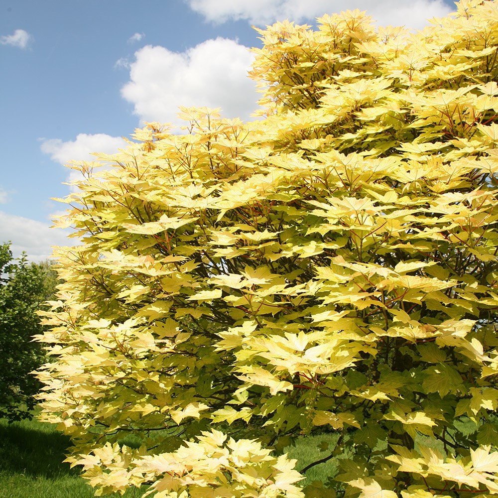 maple