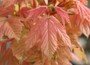 maple