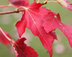 Acer rubrum (red maple)