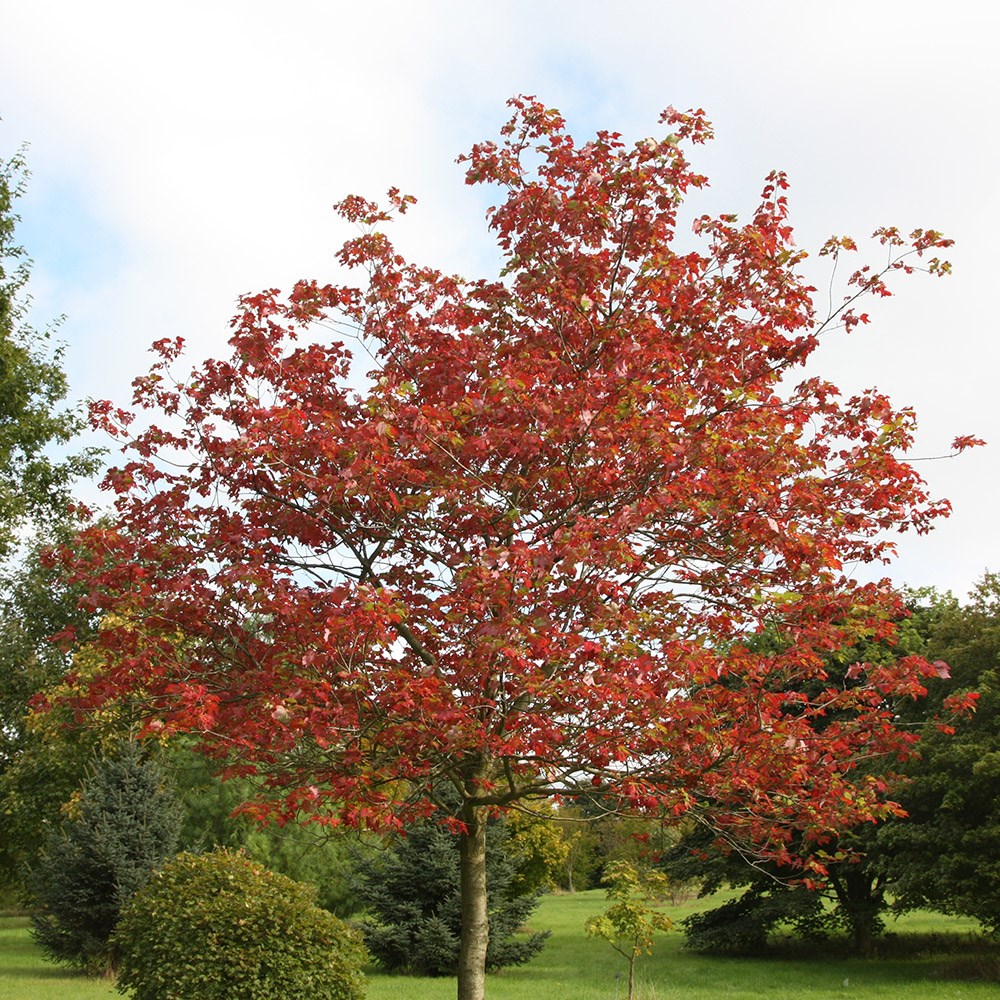 red maple
