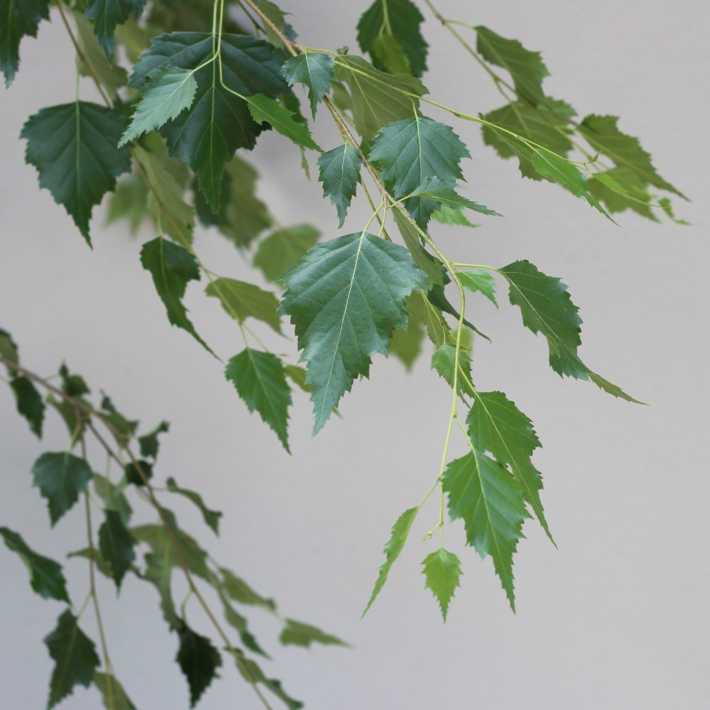 silver birch