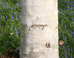 Betula utilis var. jacquemontii (west Himalayan birch)