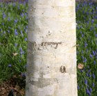 west Himalayan birch