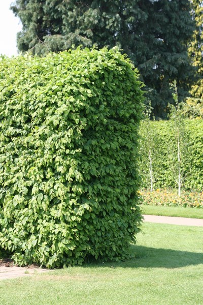 common hornbeam - hedging range
