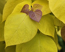 Catalpa bignonioides 'Aurea' (Indian bean tree)