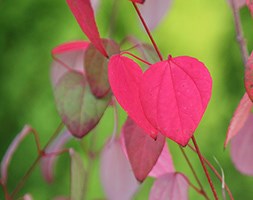 Cercidiphyllum japonicum (katsura tree)