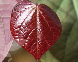 Cercis canadensis 'Forest Pansy' (American Redbud)