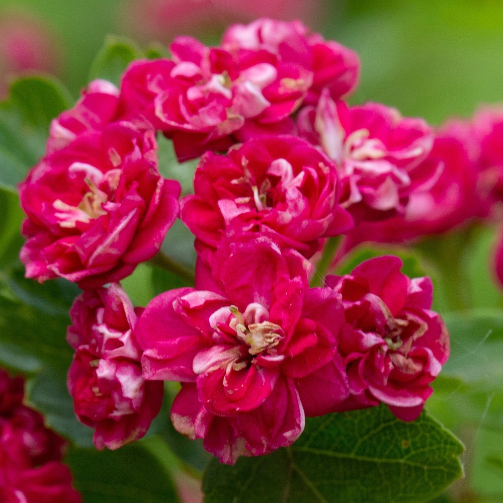 midland hawthorn midland hawthorn