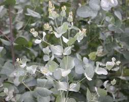 Eucalyptus gunnii (cider gum)