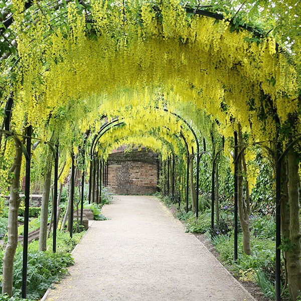 voss's laburnum