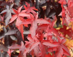 Liquidambar styraciflua 'Worplesdon' (sweet gum)