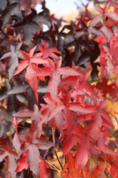 sweet gum sweet gum