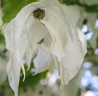 Davidia involucrata