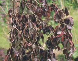 weeping copper beech