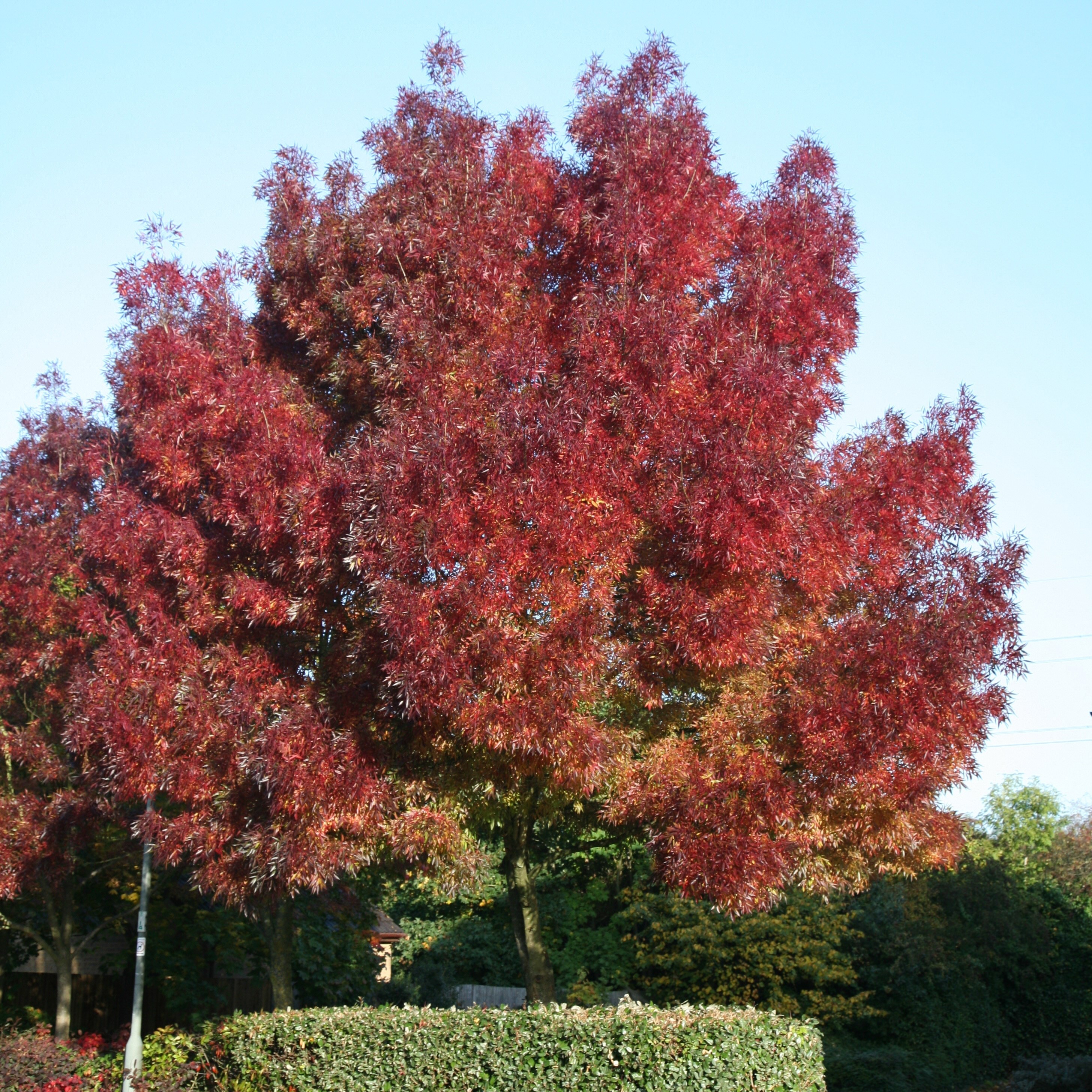 claret ash