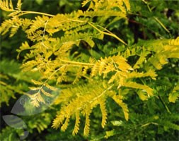 Gleditsia triacanthos 'Sunburst' (honey locust)