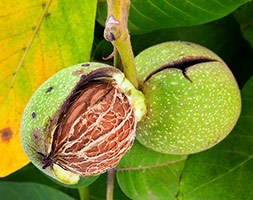 Juglans regia (common walnut)