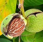 common walnut