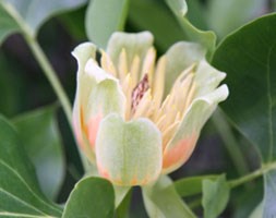 Liriodendron tulipifera (tulip tree)