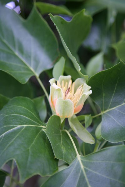 tulip tree