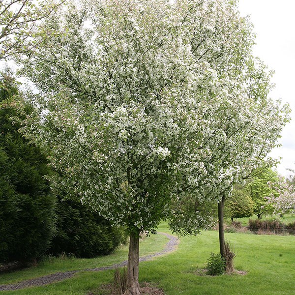 crab apple